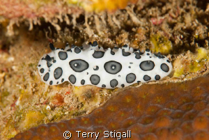This picture was taken in Roatan.  The nudibranch was tuc... by Terry Stigall 
